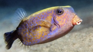 Arabischer Kofferfisch oder Blauschwanz-Kofferfisch (Ostracion cyanurus) schwimmt über Sandgrund im Rotes Meer: Süßwasserfische müssen nichts trinken. Beim Salzwasserfisch ist das anders.