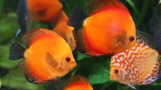 Fische in Aquarium (Symbolbild)