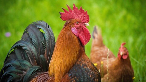Hahn mit Huhn auf einer Wiese
