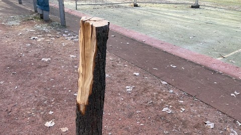 Fünf Bäume sind auf dem Spielplatz wahrscheinlich mit Axt und Säge zerstört worden.
