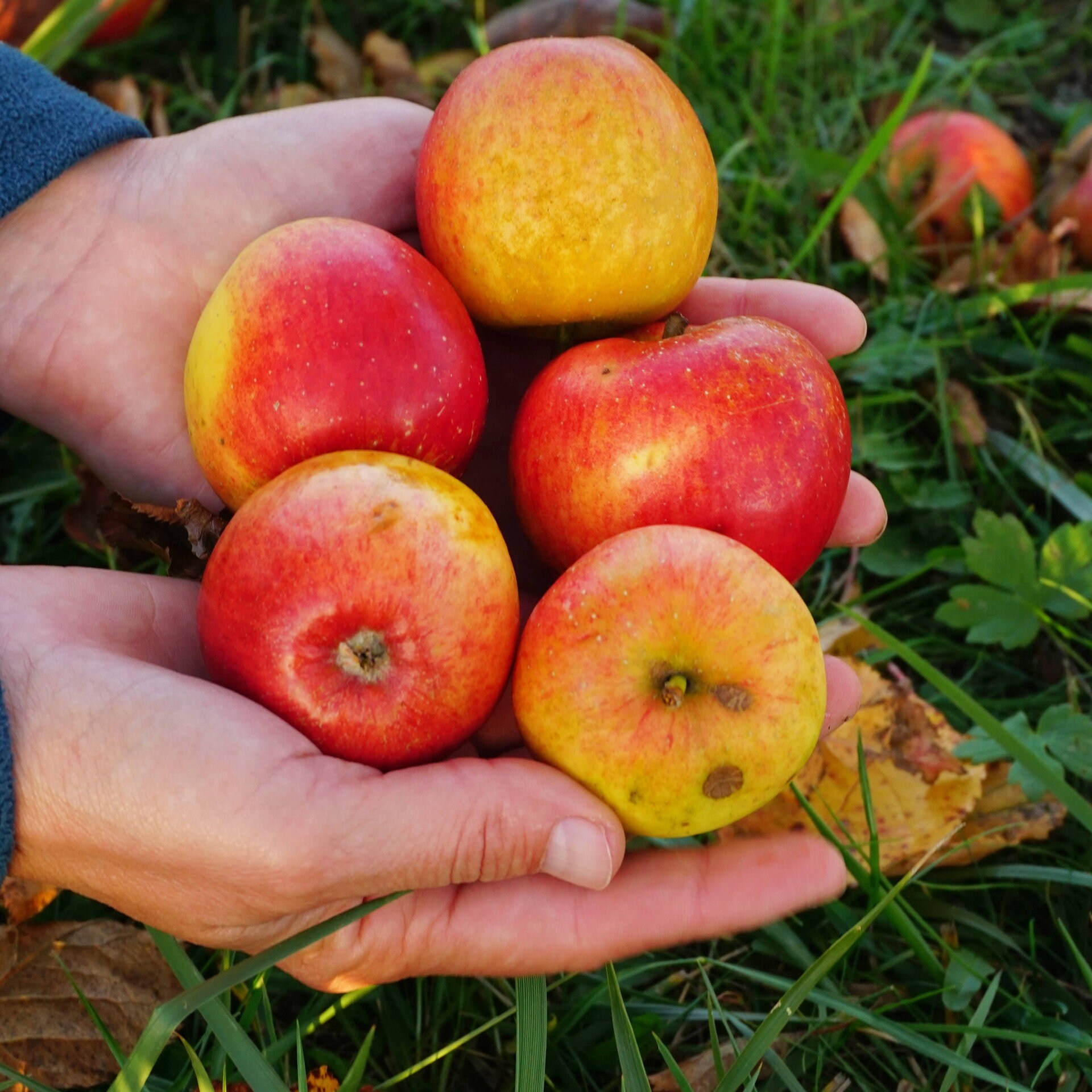 Warum schmecken Druckstellen am Obst besonders süß? episode artwork
