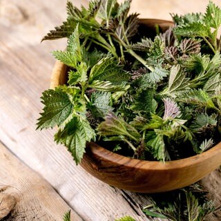 Brennnessel liegt in einer Holzschale | Wildkräuter: So gesund ist die Brennnessel