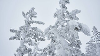 Schneebedeckte Tannen