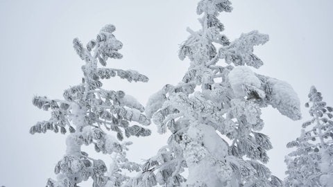 Schneebedeckte Tannen