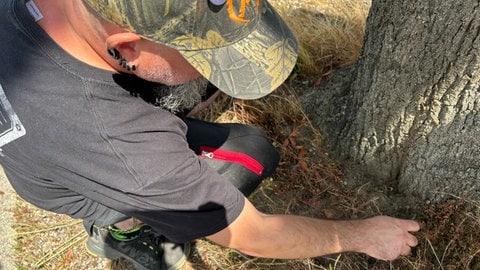 Richard Blantz ist Ameisenbekämpfer bei der Stadt Karlsruhe. Er überprüft, ob eine Stelle unter einem Baum mit der Tapinoma magnum befallen ist.