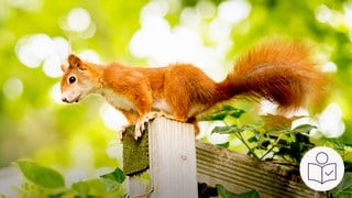 Ein Eichhörnchen sitzt auf einem Holz∙zaun. Rechts das SWR Logo für Leichte Sprache. 