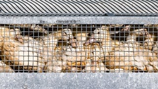 Auch in der Pfalz soll es nun Fälle der Vogelgrippe geben. Ein Mann in Freimersheim musste seine Gänse und Hühner töten. 