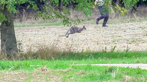 Ein Wallaby im Sprung und ein Mann mit Lasso