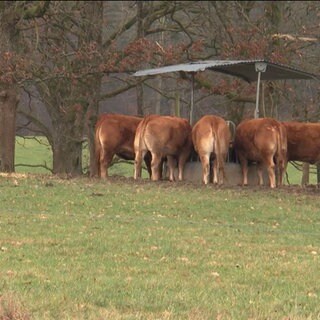 Kühe in Friesenhagen