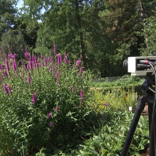 Kamera in Garten