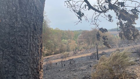 Nach dem Waldbrand in der Vordereifel bei Langscheid ist viel Fläche verbrannt