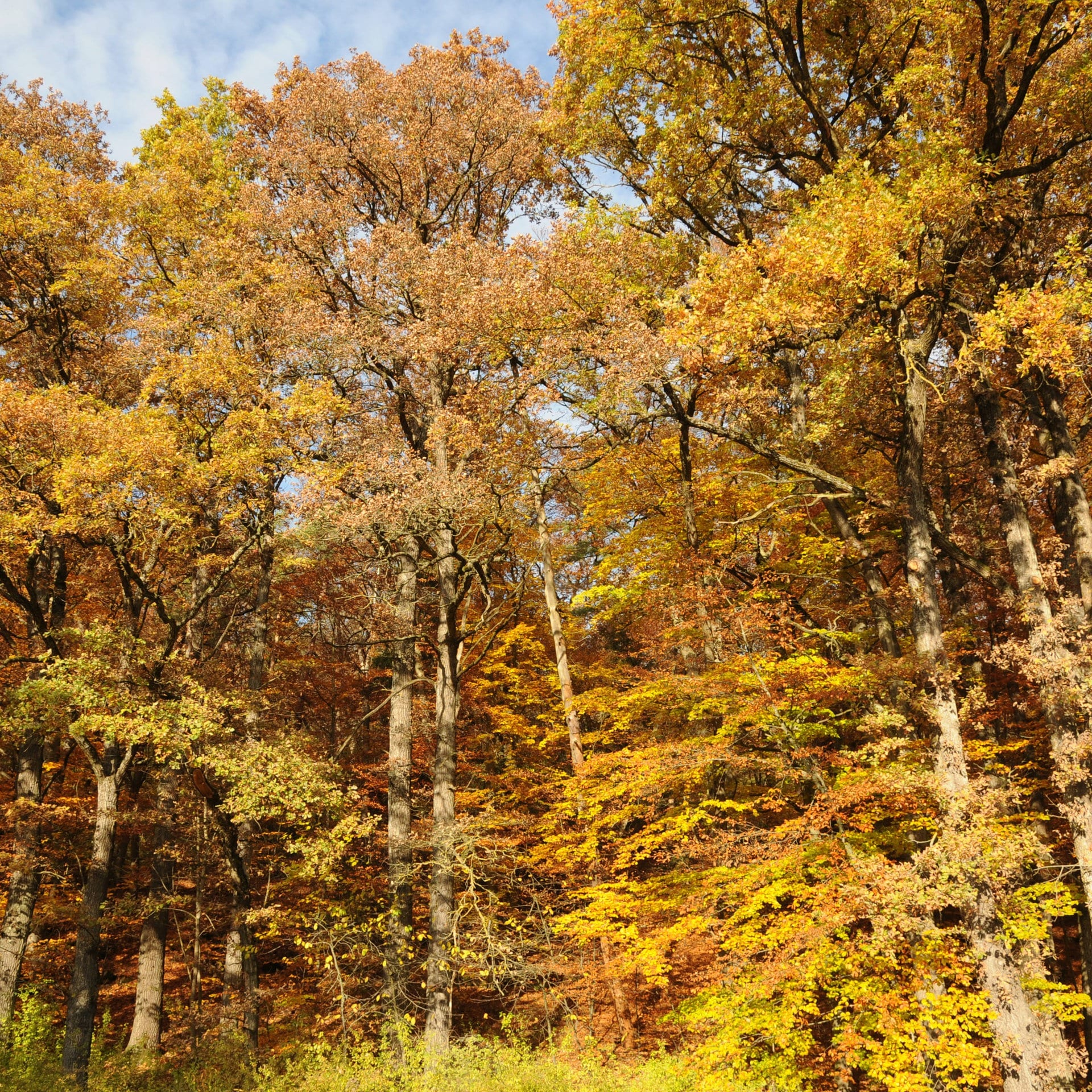 Dilijan-Nationalpark in Armenien: Mit Künstlicher Intelligenz gegen illegale Abholzung