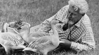 Verhaltensforscher Konrad Lorenz (1903 - 1989) mit Gänsen