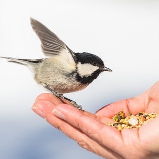 Vogel sitzt auf einer Hand mit Vogelfutter