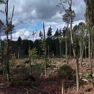 Viele umgestürtzte und zerstörte Bäume im Wald nach dem verheerenden Tornado in Rheinland-Pfalz