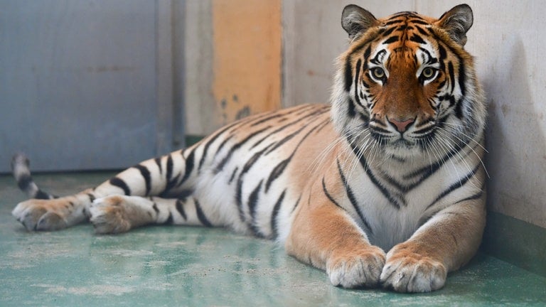 Vavara, eine Tigerin, die mal in der Großkatzenstation in Massweiler gelebt hat.