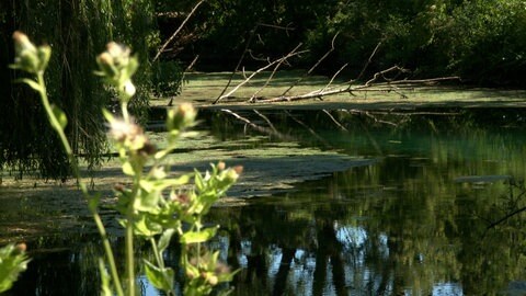 Ein Bach im Alb-Donau-Kreis.Einige Landkreise haben im Sommer aufgrund der Trockenheit eine Wasserentnahme aus Bächen und Flüssen verboten. Dazu gehört auch der Alb-Donau-Kreis. Inzwischen ist das Verbot gelockert, aber nicht aufgehoben. 