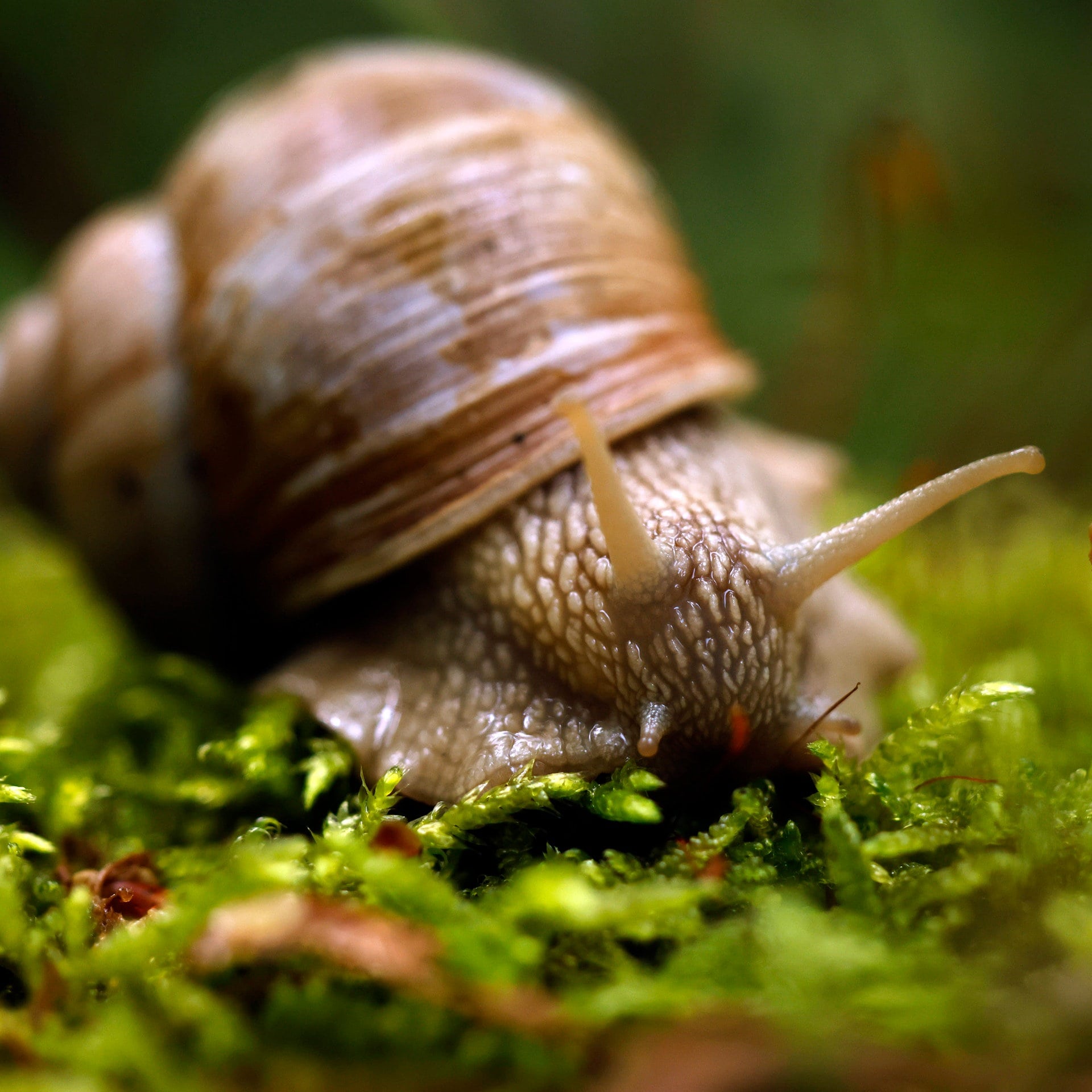 Überlebt eine Schnecke, wenn man ihr Haus zertritt? episode artwork