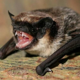 Fledermaus