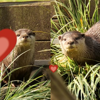 Zwergotter Bonny und Wolfgang.
