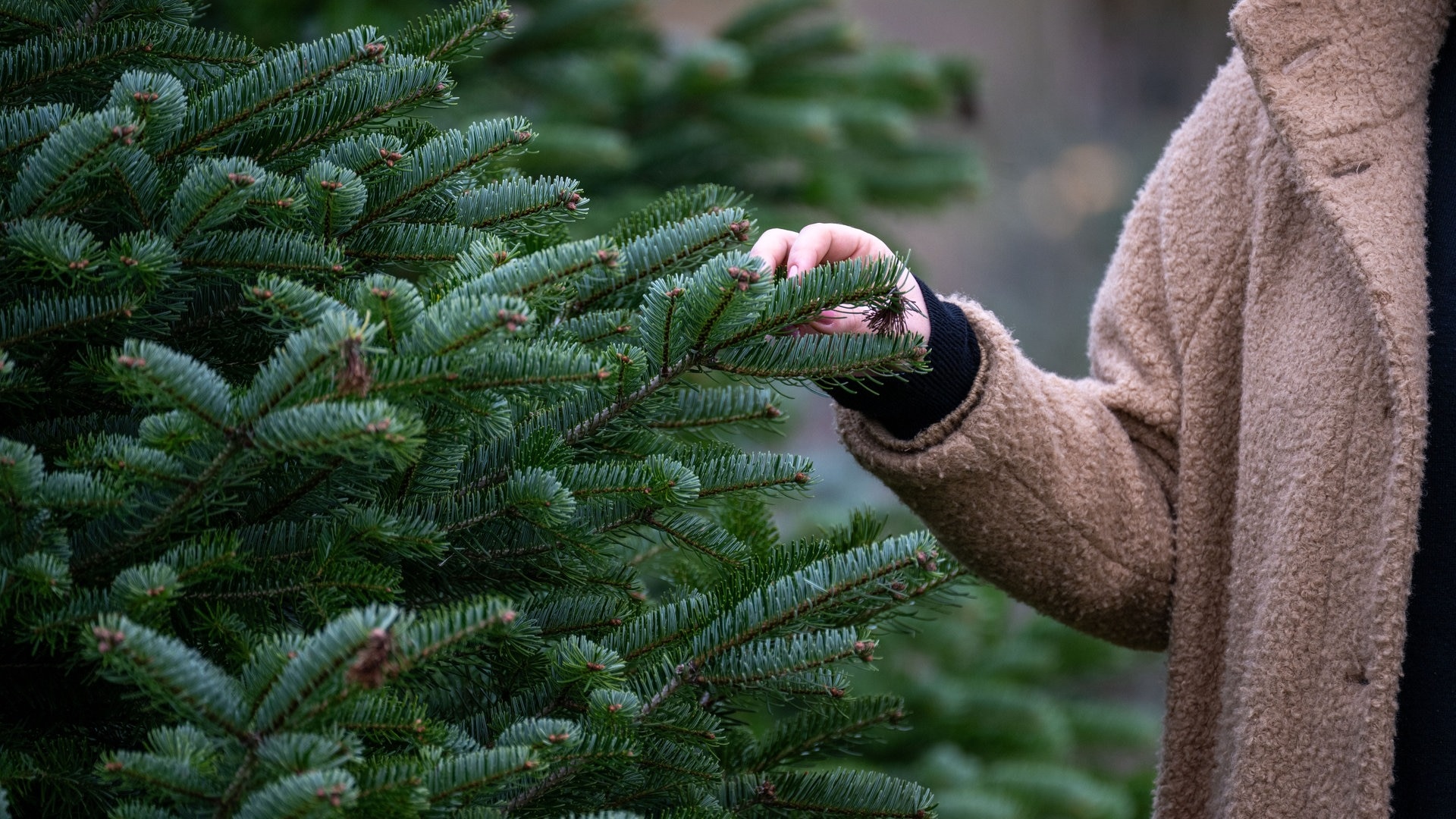 Weihnachtsbäume werden dieses Jahr spürbar teurer