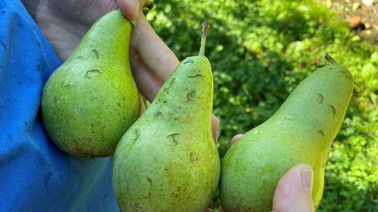 Auf die Birnen vom Hof Knoblauch in Friedrichshafen-Berg hat es kurz und heftig gehagelt.