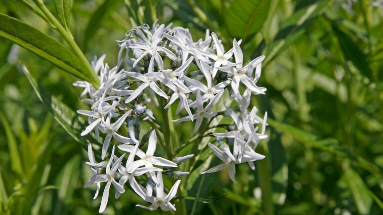 Amsonia
