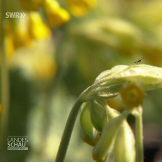 Schlüsselerlebnis im Frühling!
