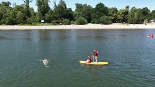 Schwimmerin im Rhein