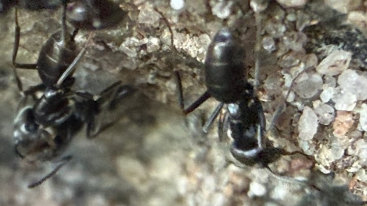 Invasive Ameisen: Ein Stadtteil kämpft gegen die Tapinoma magnum