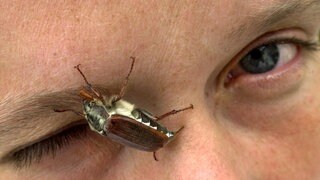 Symbolbild:  Maikäfer, im Gesicht einer Frau. Nur etwa alle fünf bis sieben Jahre treten die Insekten gehäuft auf, da die Larven der Käfer viele Jahre zur Entwicklung benötigen.