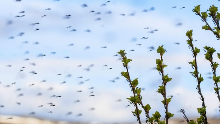 Schwarm fliegender Mücken. Bestimmte Mückenarten können das West-Nil-Virus übertragen.