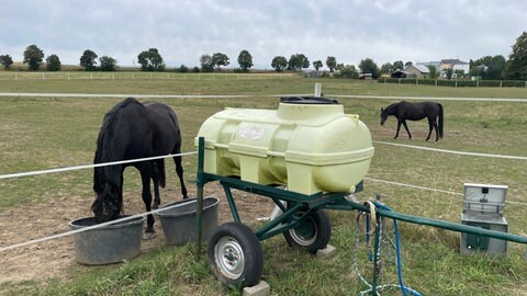 Die Pferde von Thorsten Obermaier werden mit Trinkwasser versorgt. Aus dem Bach dürfen sie nicht trinken. 