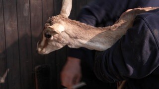 Eine Kropfgazelle liegt in den Armen eines Pflegers vom Zoo Karlsruhe.