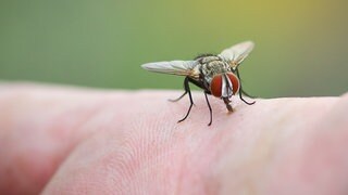 Stubenfliege auf der Haut eines Menschen: Für Fliegen auf der Suche nach Nahrung riechen Menschen sehr attraktiv. Die Fliegen gehen nach Körpergerüchen, auch nach Schweißgerüchen. Sie haben hochempfindliche Sinnesorgane.