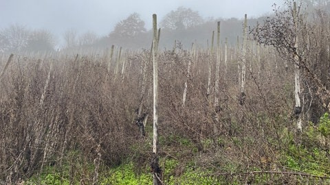 Der Ürziger Würzgarten gilt als einer der Top-Weinberge an der Mosel. Doch inzwischen gibt es selbst dort Brachflächen wie diese hier. 
