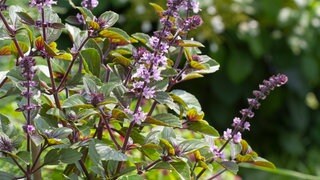 Das afrikanische Strauchbasilikum mit seinen fliederfarbenen Blüten braucht im Garten wenig Pflege.