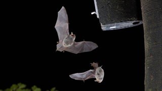 Zwei Fransen-Fledermaus (Myotis nattereri) fliegen an einem Fledermauskasten. Archivfoto.