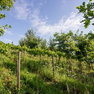 Weinreben im Schatten von Bäumen: Sogenannte Vitiforstsysteme können die Wasserversorgung und Nährstoffverfügbarkeit für die Reben deutlich verbessern – ohne Veränderung der Weinqualität.