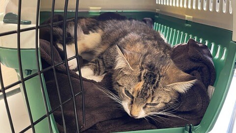 Katzenkastrationswochen in der Region Trier