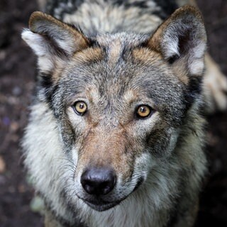 In Kusel hat es eine Infoveranstaltung rund um den Wolf gegeben.