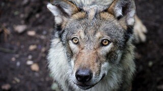 In Kusel hat es eine Infoveranstaltung rund um den Wolf gegeben.