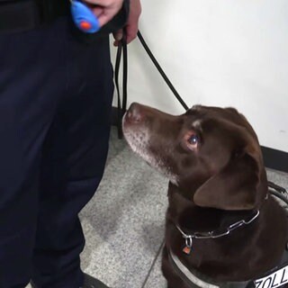 Zollhund Spike