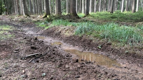 Auf dem Weg neben dem Entwässerungsgraben im Bitburger Wald stehen Pfützen vom letzten Regen. Die sollen bald auch im Graben selbst entstehen.