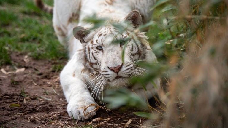Die weiße Tigerin Charlota lebt seit 2023 in der Tierauffangstation in Maßweiler.
