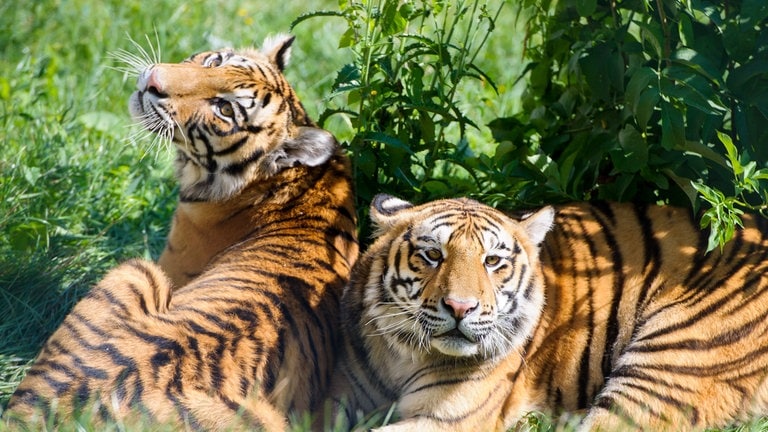 Die Tiger-Geschwister Bela und Shahrukh liegen in der Außenanlage der Großkatzenstation in Maßweiler.