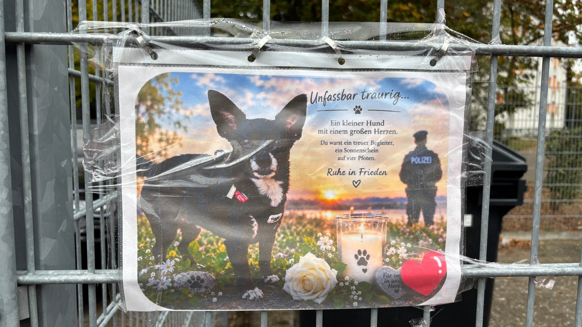 Ludwigshafen: Chihuahua von Polizist bei Kontrolle erschossen