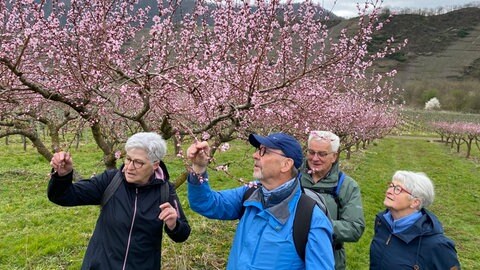 Mehrere Menschen freuen sich über die blühenden Weinbergspfirsichbäume in Neef an der Mosel. 