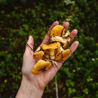 Die Pilze Pfifferlinge liegen auf einer Hand im Pfälzerwald.