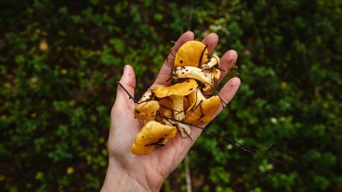 Die Pilze Pfifferlinge liegen auf einer Hand im Pfälzerwald.